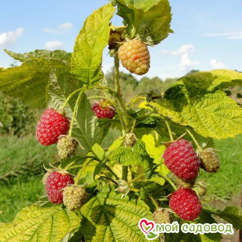 Малина Таруса