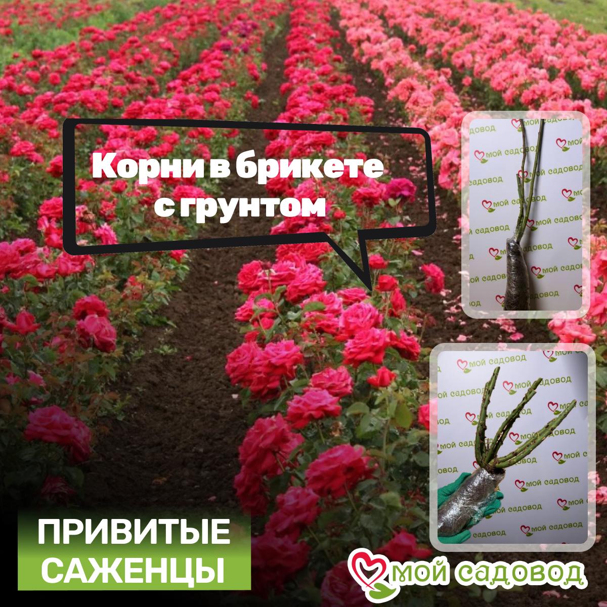 Роза Экланд де Кораил