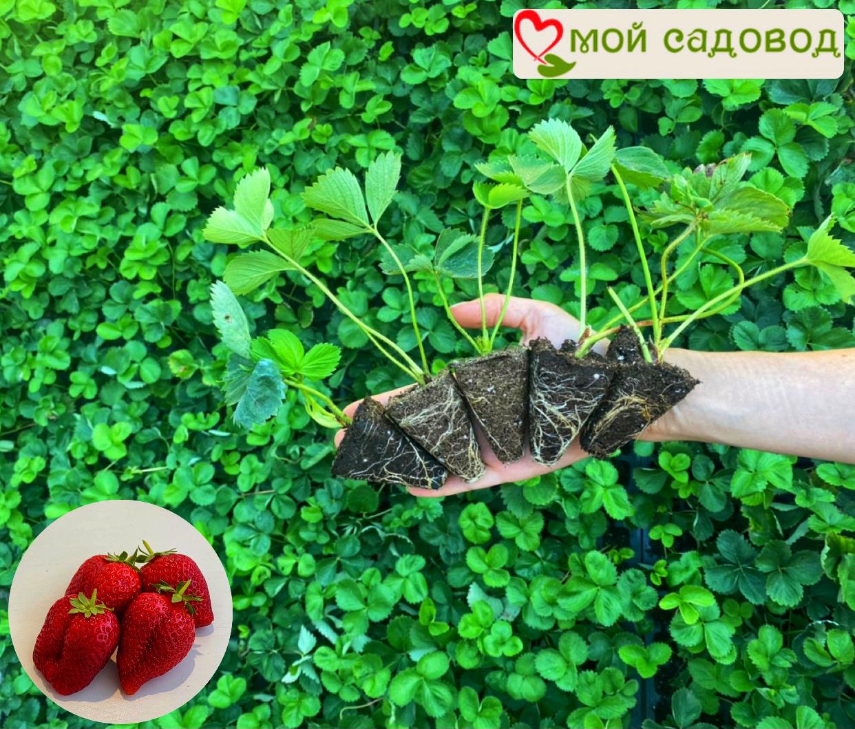 Клубника Лорд