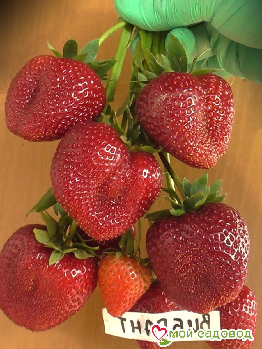 Клубника Вибрант (ранний сорт)