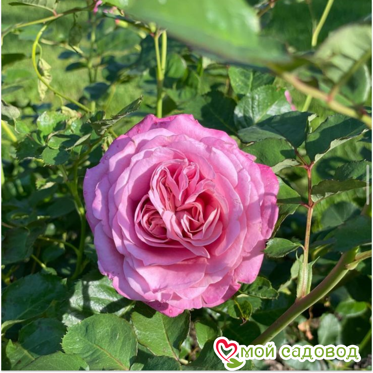 Роза Агнес Шиллингер