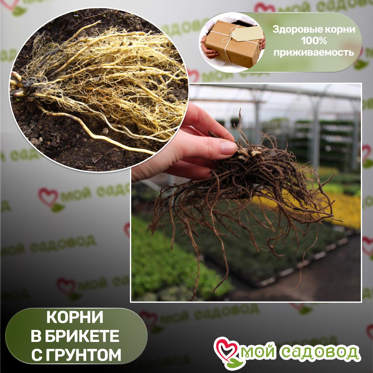 Флокс Уральские Сказы