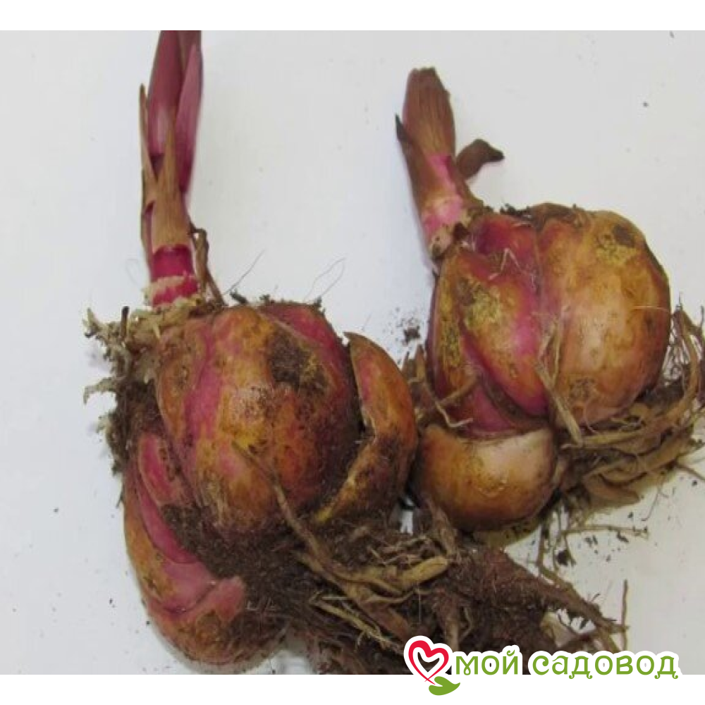 Лилия Голден Дон